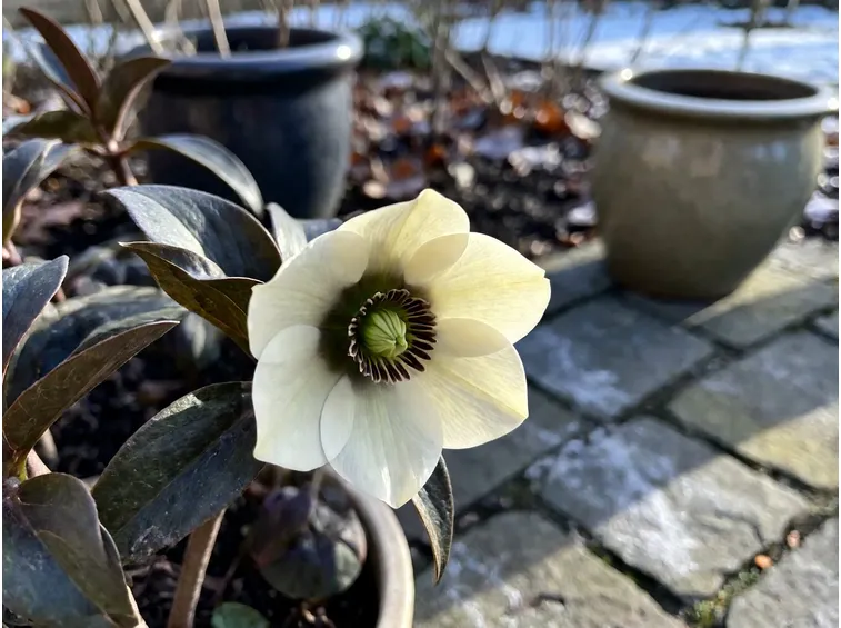 Scegliere le piante giuste per il freddo invernale