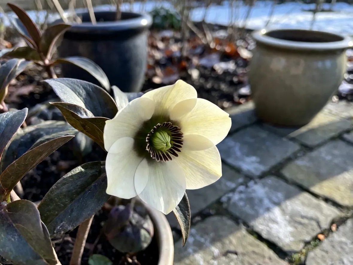 Scegliere le piante giuste per il freddo invernale