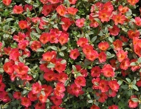 I vari usi della portulaca