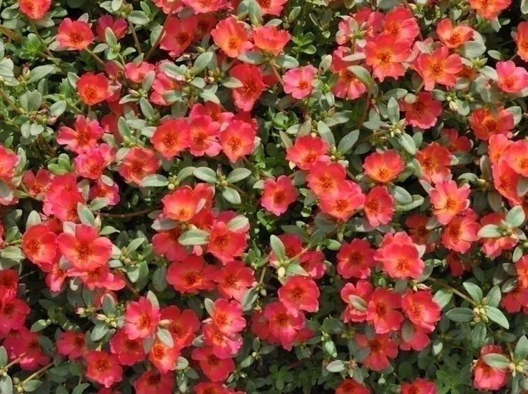 I vari usi della portulaca