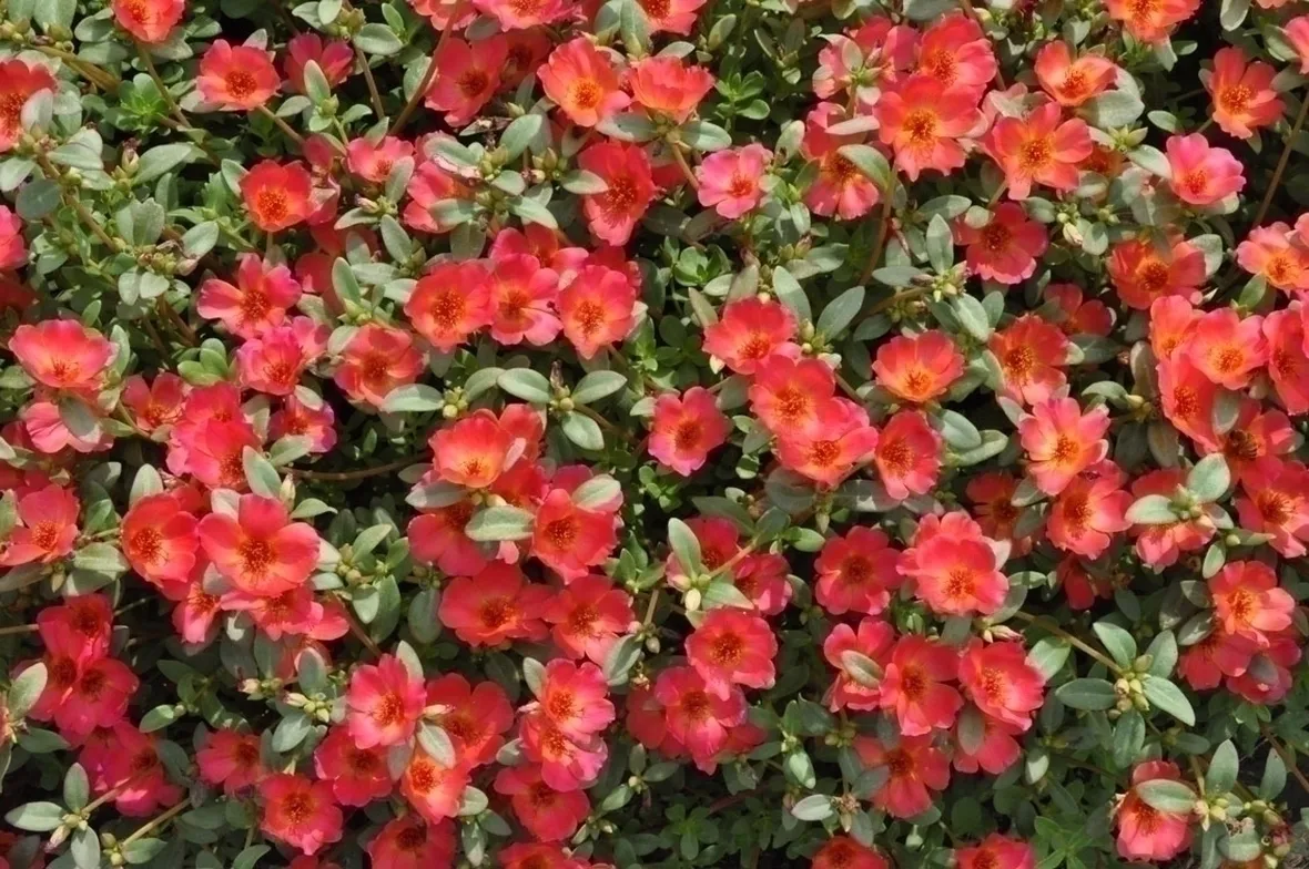 I vari usi della portulaca