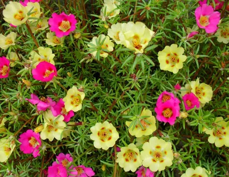 portulaca-6