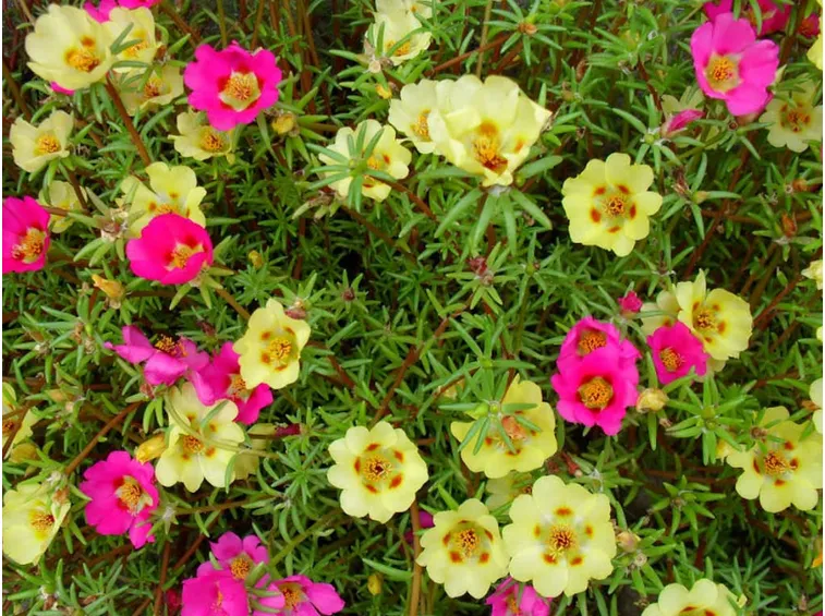 portulaca-6