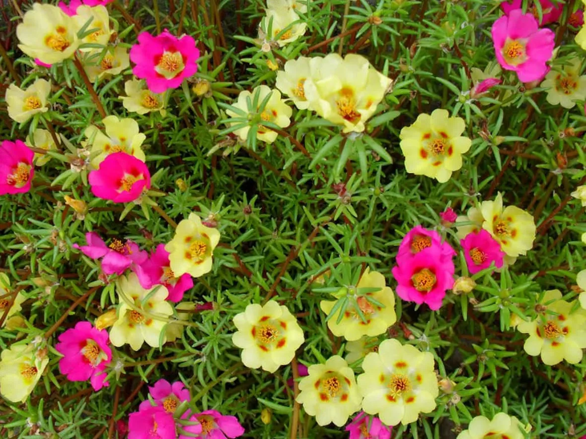 portulaca-6