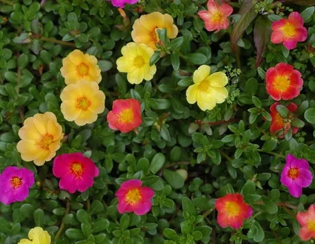 portulaca-7