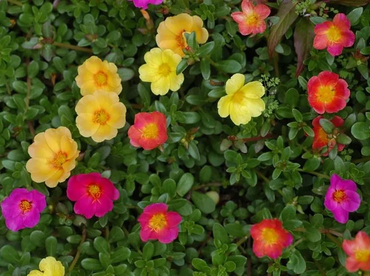 portulaca-7