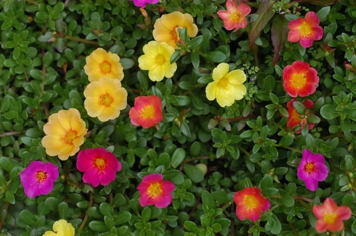 portulaca-7