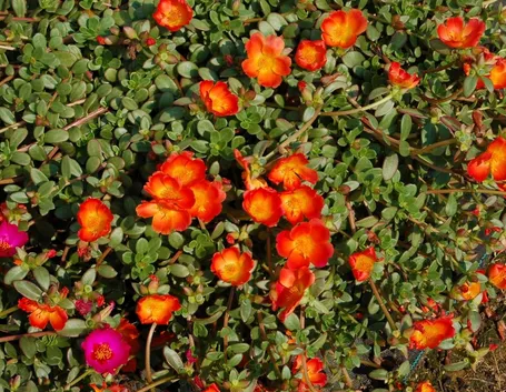 portulaca-8