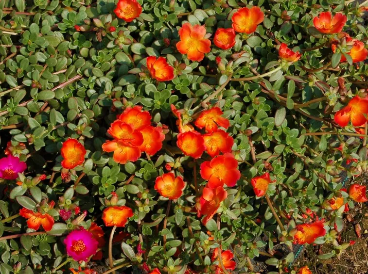 portulaca-8