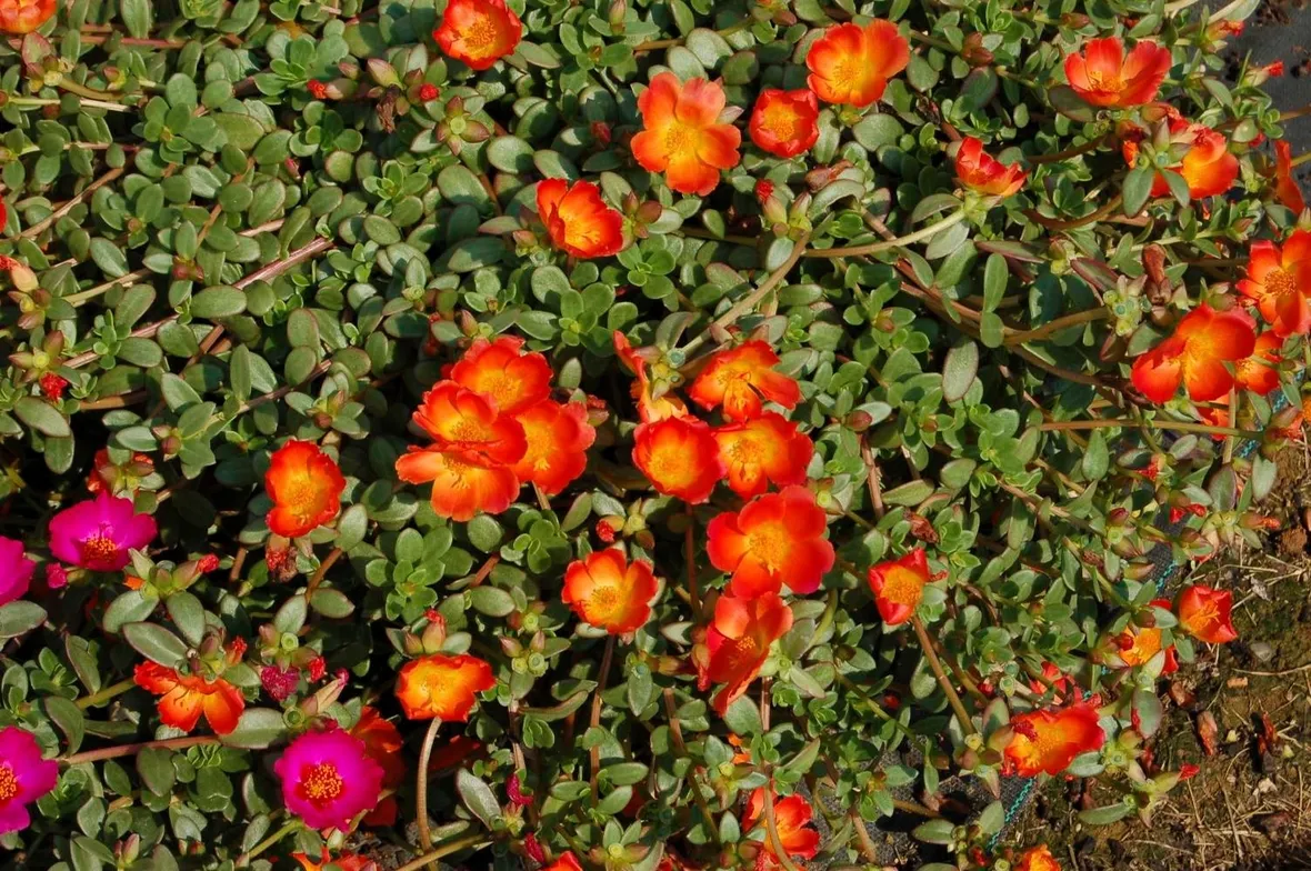 portulaca-8