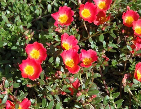 portulaca-9