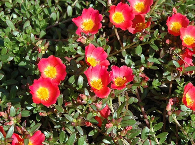 portulaca-9