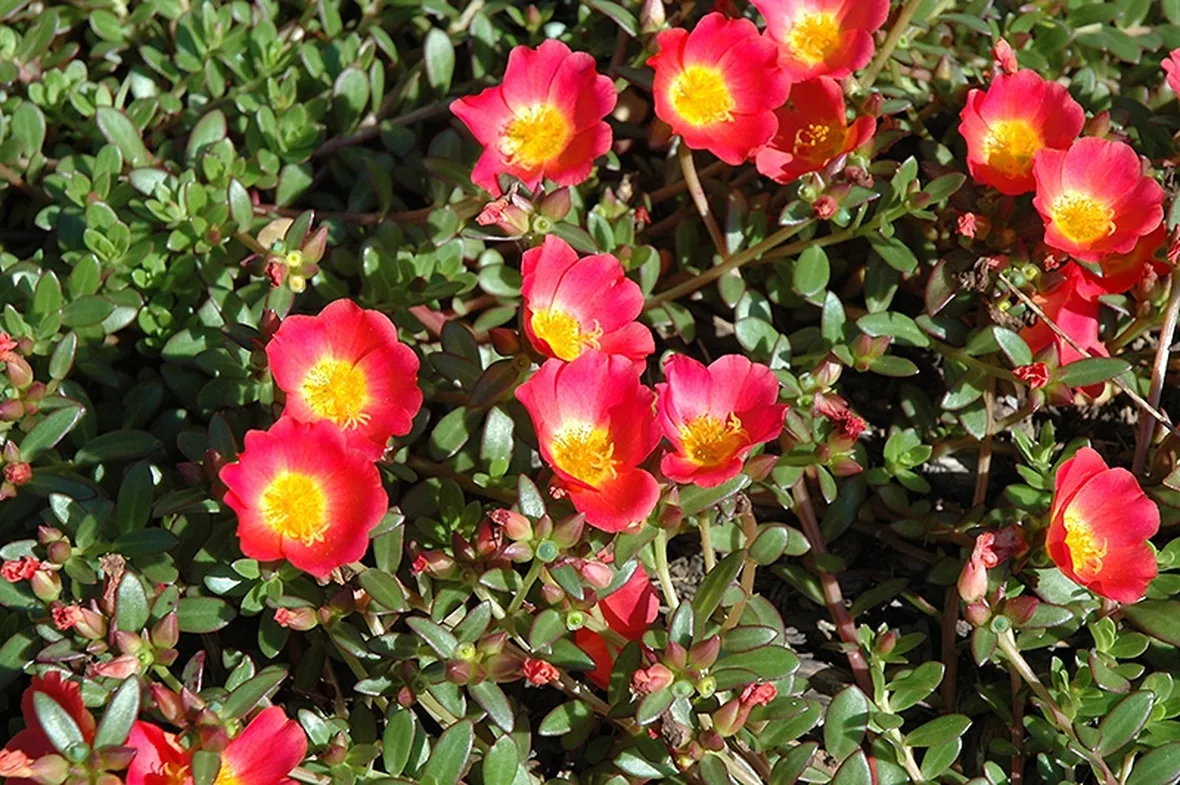 portulaca-9