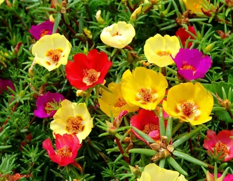 portulaca