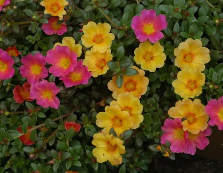 Risposta : portulacaria crassula perde foglie 
