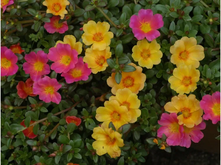 Risposta : portulacaria crassula perde foglie 