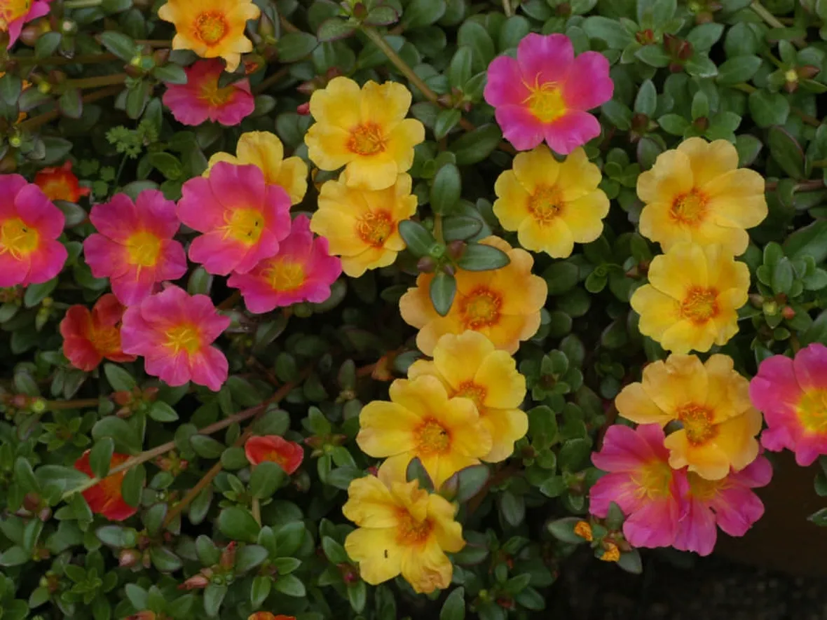 Risposta : portulacaria crassula perde foglie 