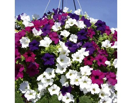 Varietà di petunia ibrida