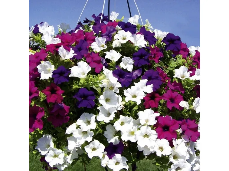 Varietà di petunia ibrida