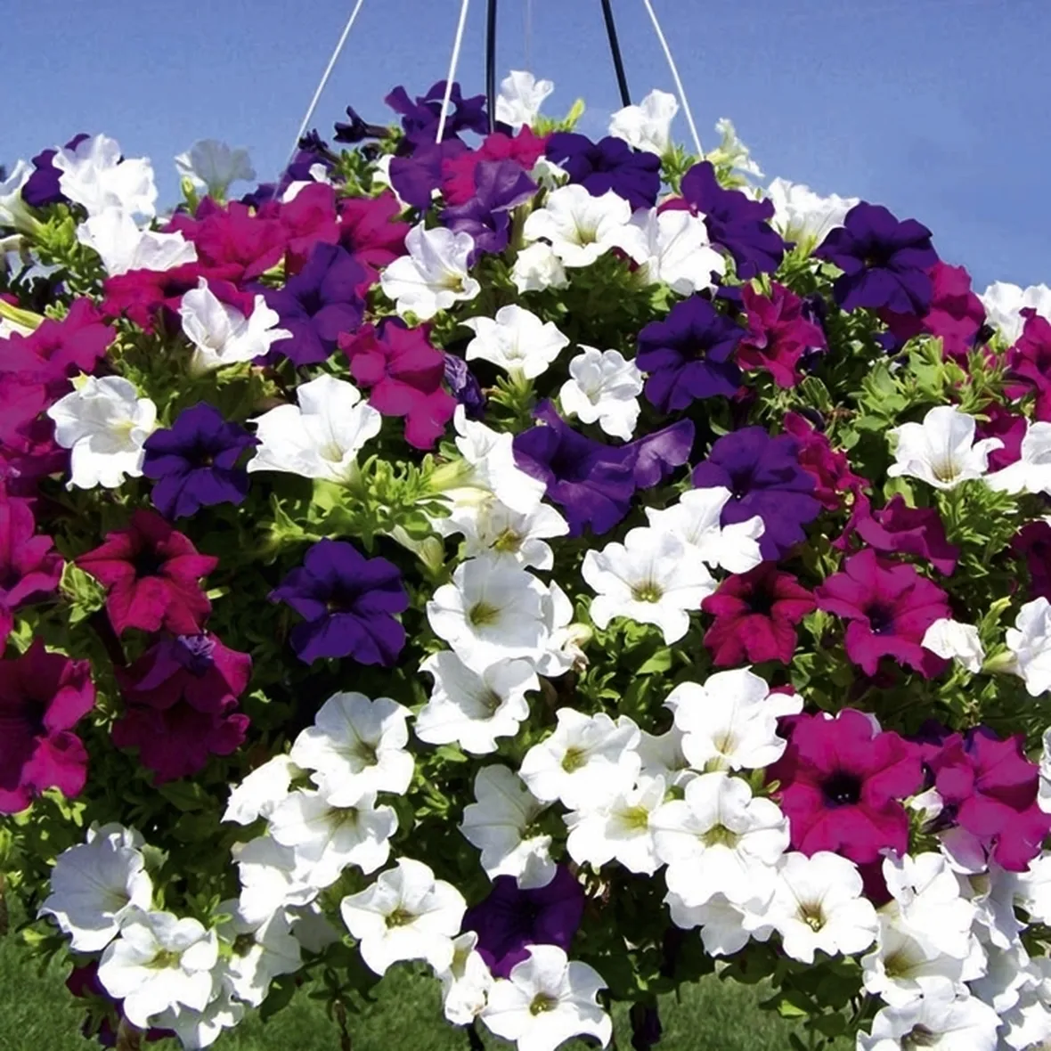 Varietà di petunia ibrida