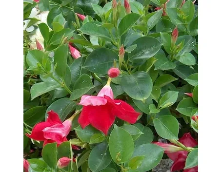 Varietà dipladenia