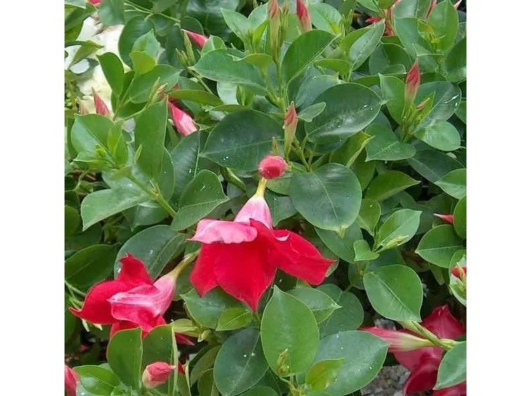Varietà dipladenia