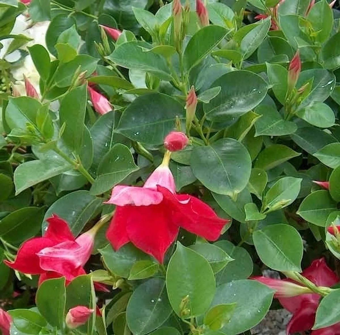 Varietà dipladenia