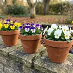 Perché ottobre è il mese giusto per mettere a dimora le viole