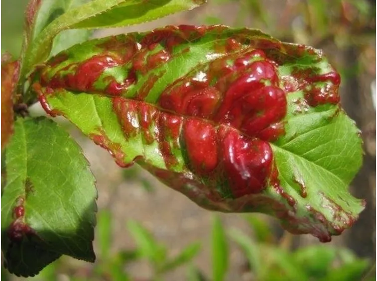 Bolla del pesco