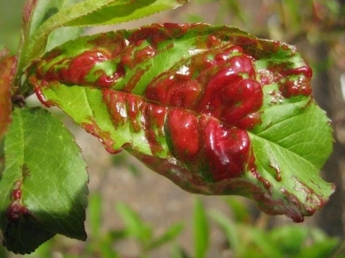 Bolla del pesco