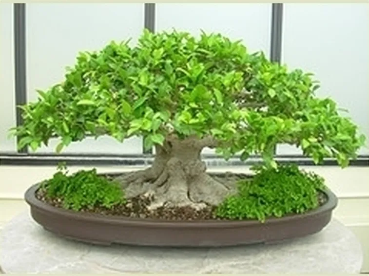 Bonsai da interno
