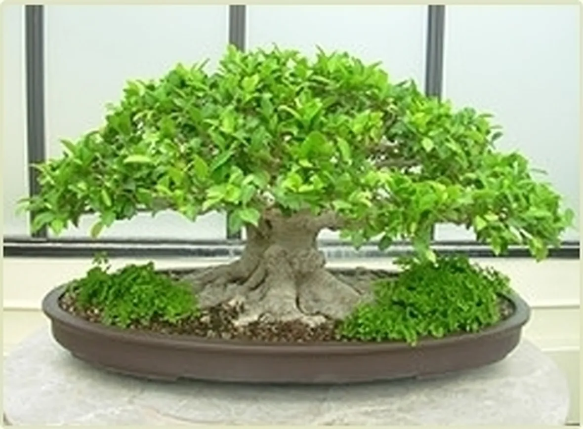 Bonsai da interno
