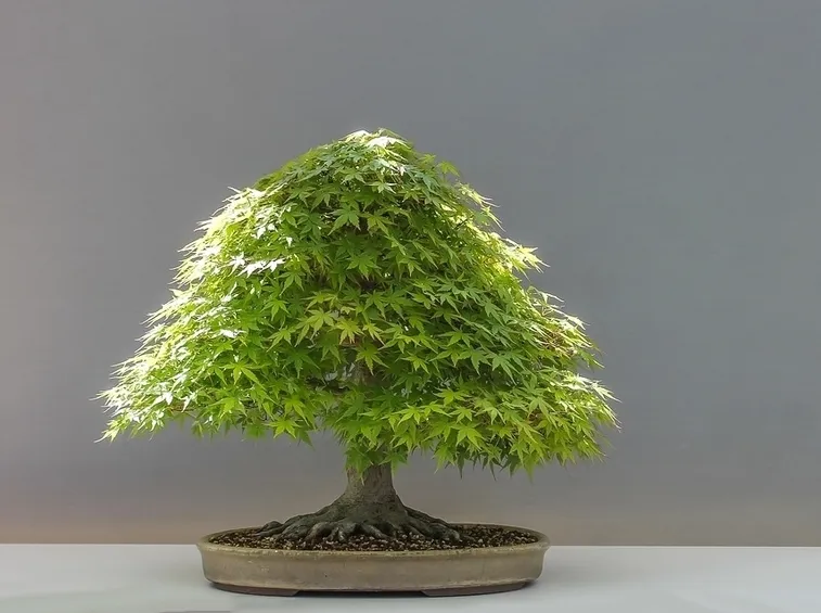 bonsai