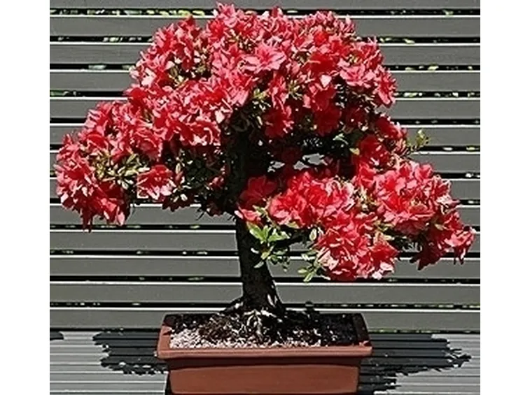Bonsai