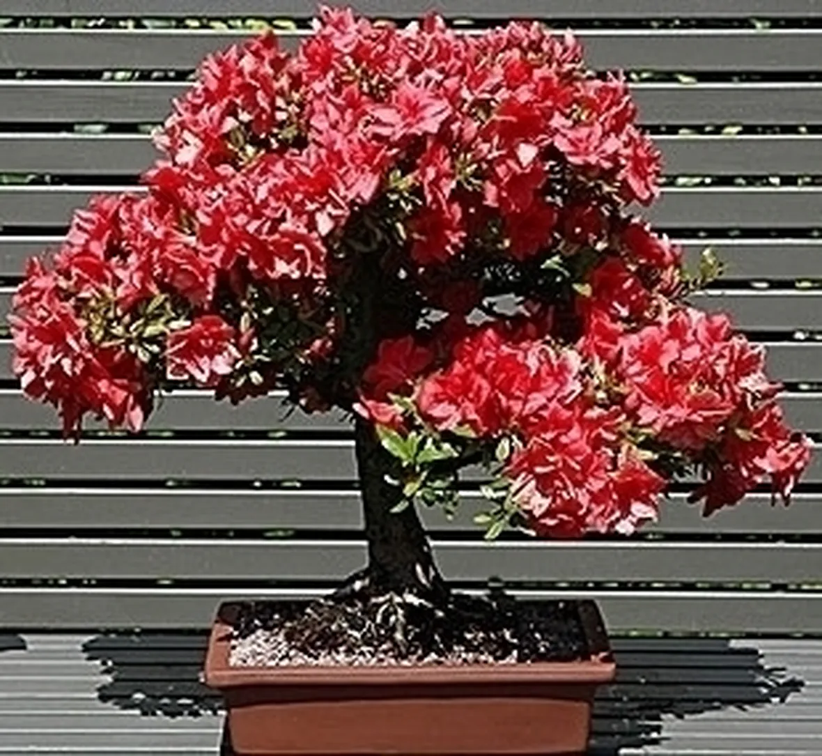 Bonsai
