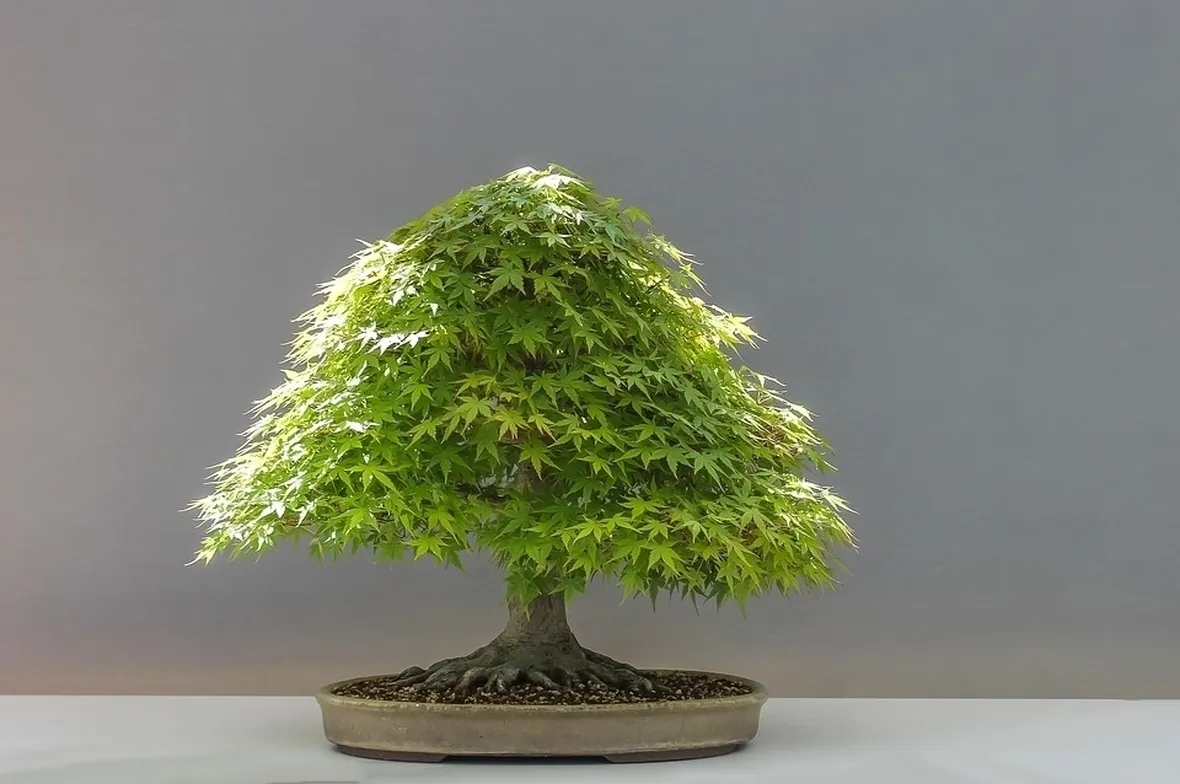 Bonsai
