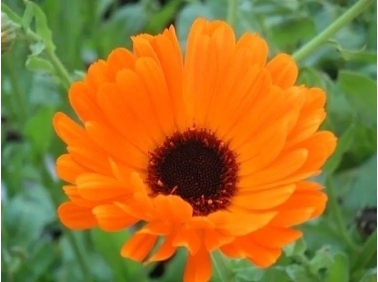 Calendula-10