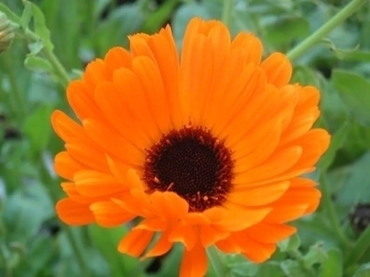Calendula-10