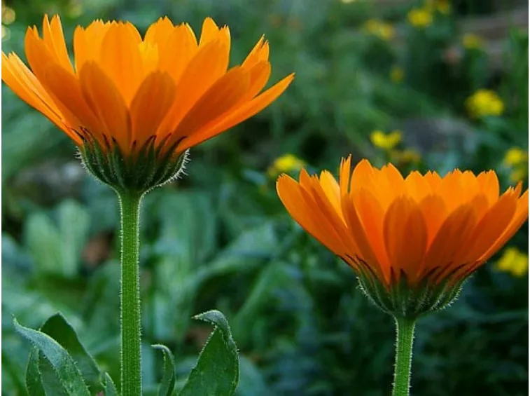 Calendula-11