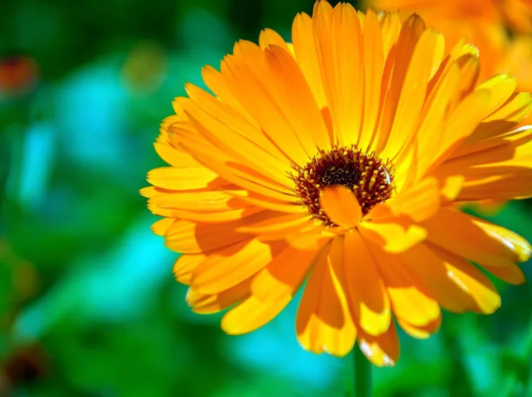 Calendula-12