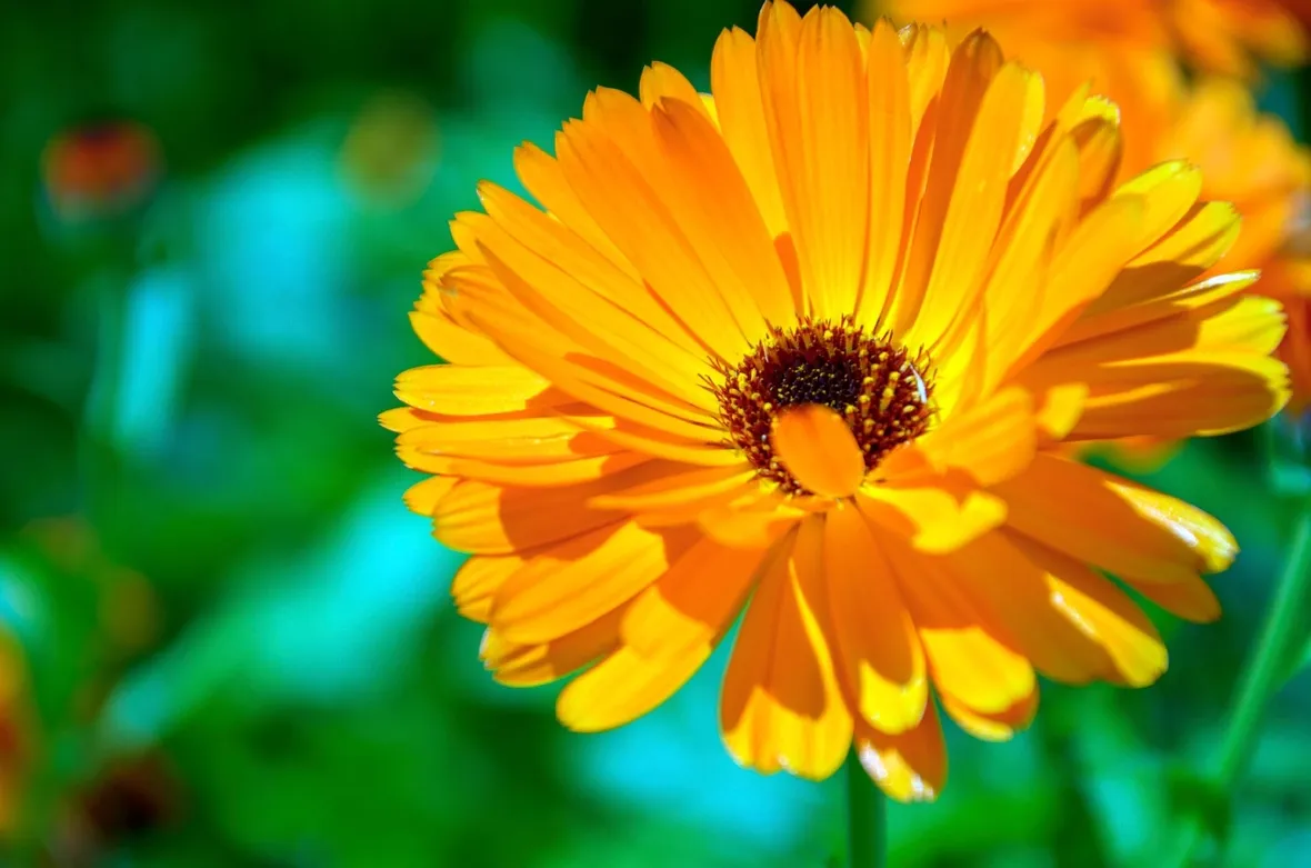 Calendula-12