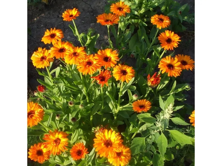 Calendula-13