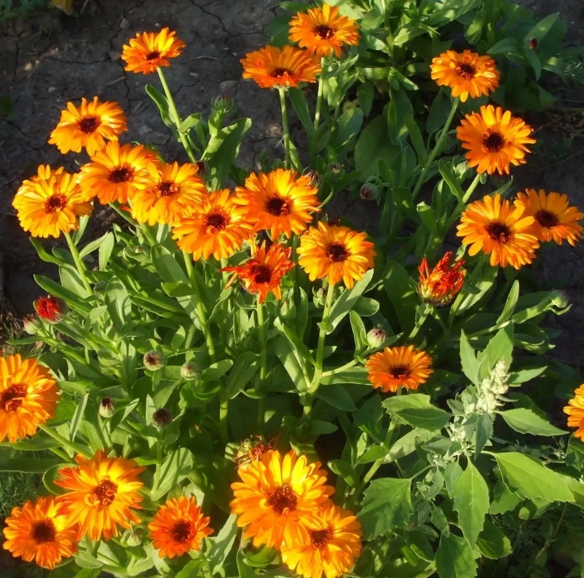 Calendula-13
