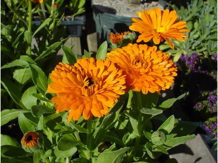 Calendula-14