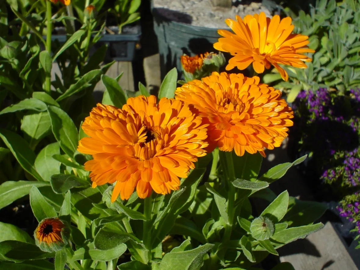 Calendula-14