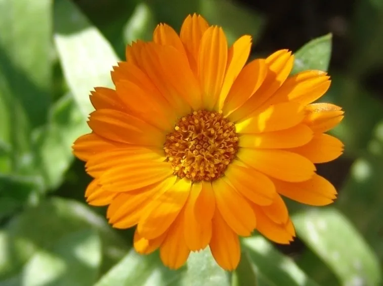 Calendula-15