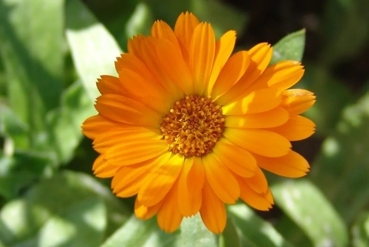 Calendula-15