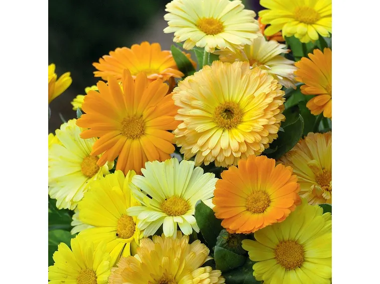 Calendula-16