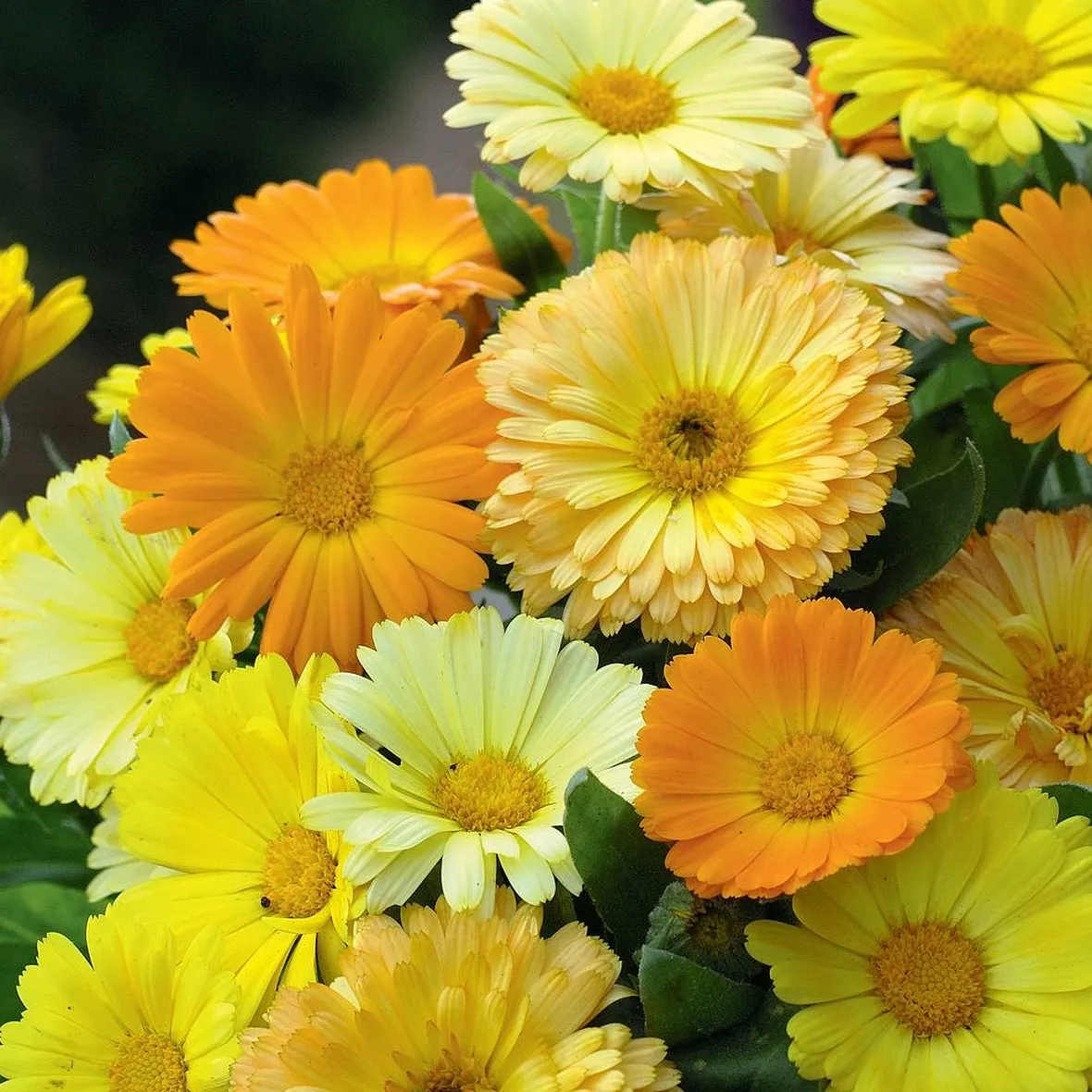 Calendula-16
