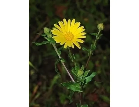 Calendula-17